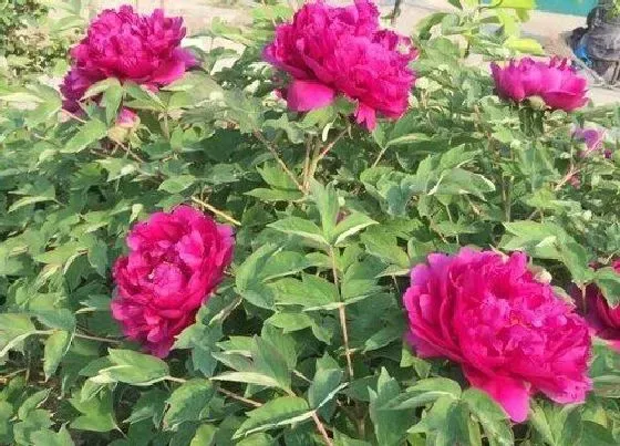 冬天植物|牡丹耐寒吗