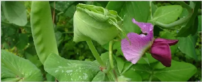 荷兰豆不开花怎么办 | 种植资料