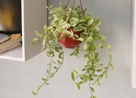 冬天植物|爱之蔓冬天会冻死吗