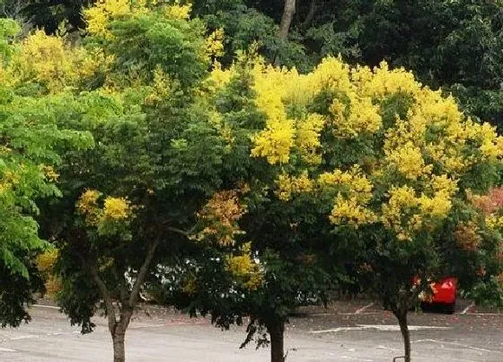 植物百科|栾树开花吗 开花什么样子