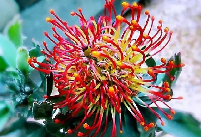 花语|针垫花的花语是什么意思