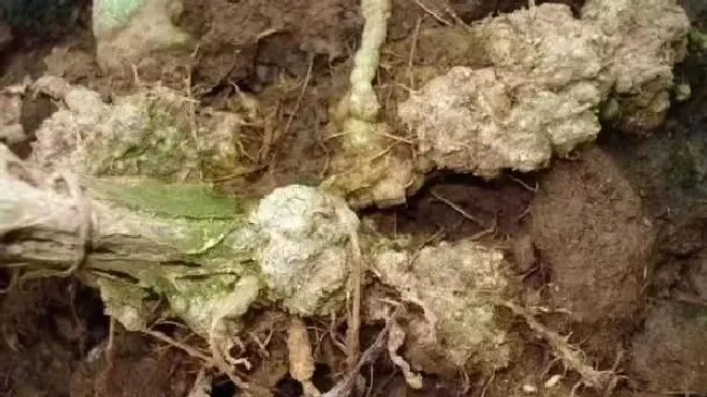 植物虫害|根结线虫用什么治简单彻底（防治根结线虫的方法有哪些）