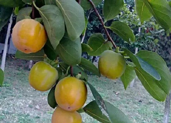 冬天植物|柿子树怎么过冬天