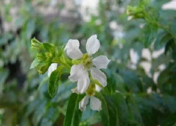 不开花|紫萼距花为什么不开花