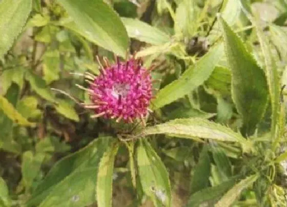 种植管理|白术几月份种植合适