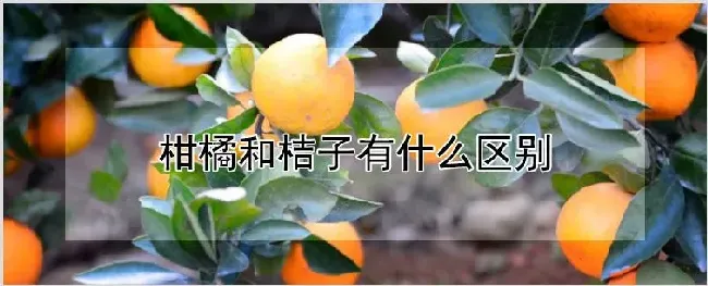 柑橘和桔子有什么区别 | 种植资料