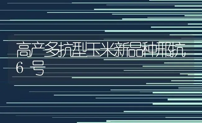 高产多抗型玉米新品种邢抗6号 | 粮油作物种植