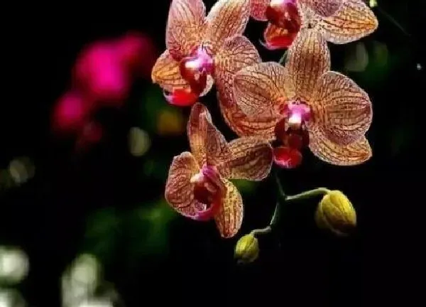 养殖方法|蝴蝶兰花怎么养殖才好