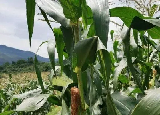 种植百科|南方玉米一年可以种几次 生长期多少天