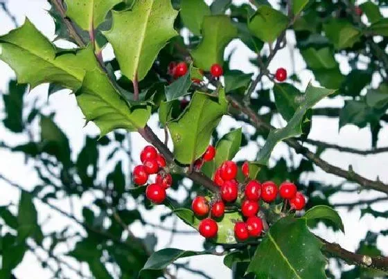 植物种类|冬青是草本植物吗