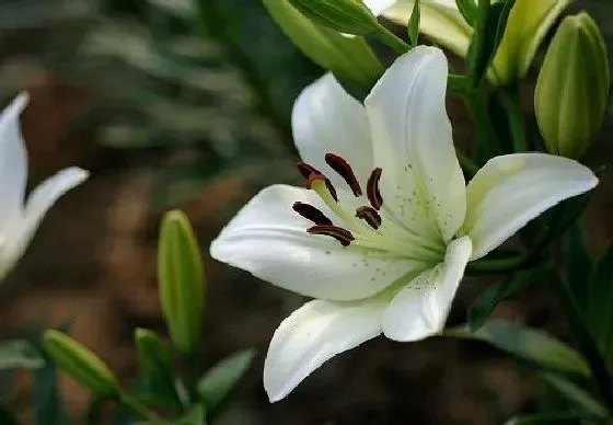 花语|百合花的花语和寓意 象征着什么意思