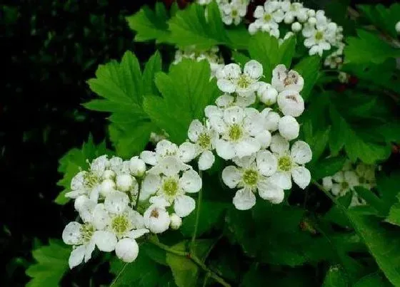 开花时间|山楂树一年开几次花