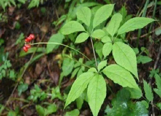 植物百科|野山参生长在什么地方