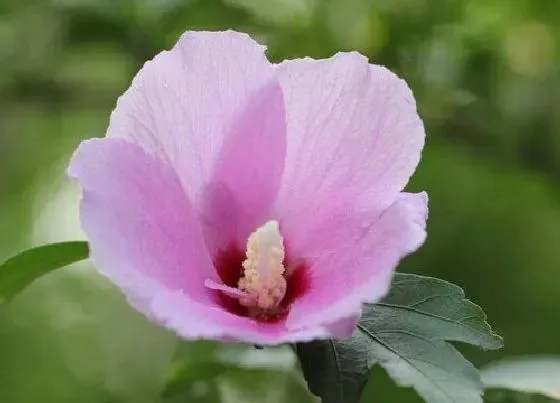 风水百科|家里种木槿花树吉利吗 适合栽在家门口