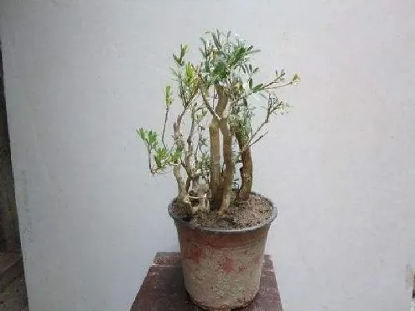 植物生根|黄杨扦插生根最快方法