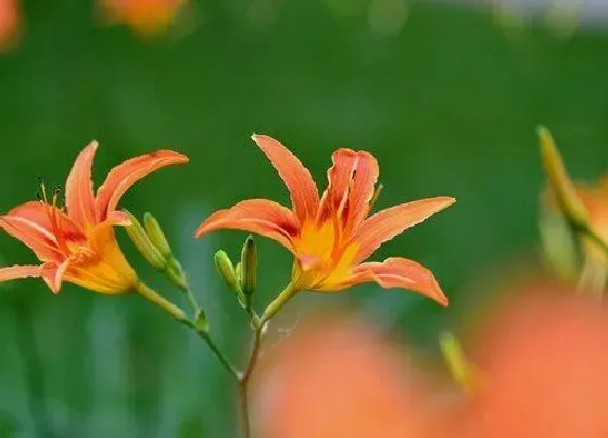 植物百科|忘忧草是什么植物类别