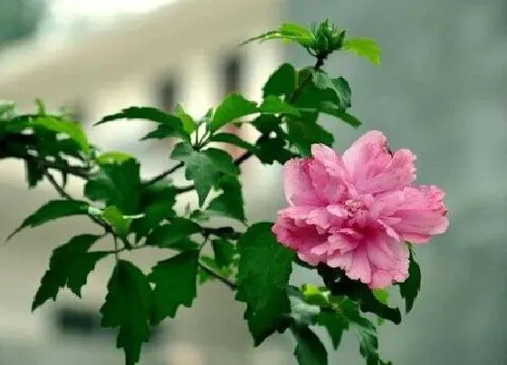 花卉百科|马来西亚的国花是什么花