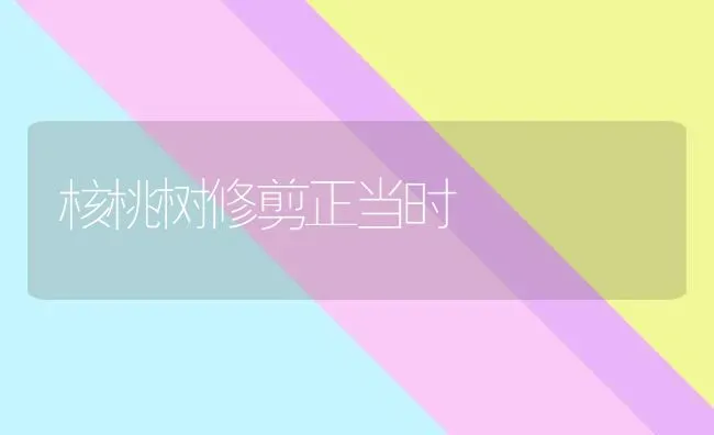 核桃树修剪正当时 | 瓜果种植
