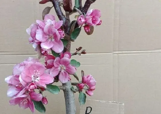植物修剪|四季海棠开花后怎么修剪 开完花后剪枝方法