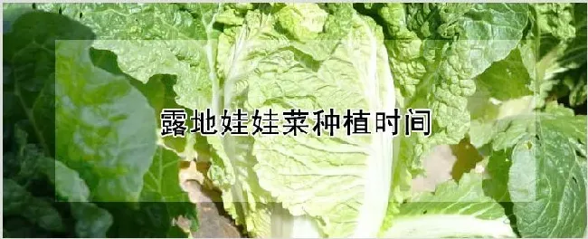 露地娃娃菜种植时间 | 农业科普