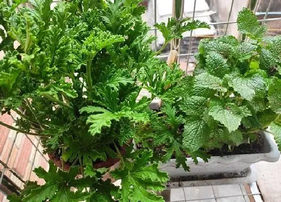 掉叶子|清香木叶子一碰就掉
