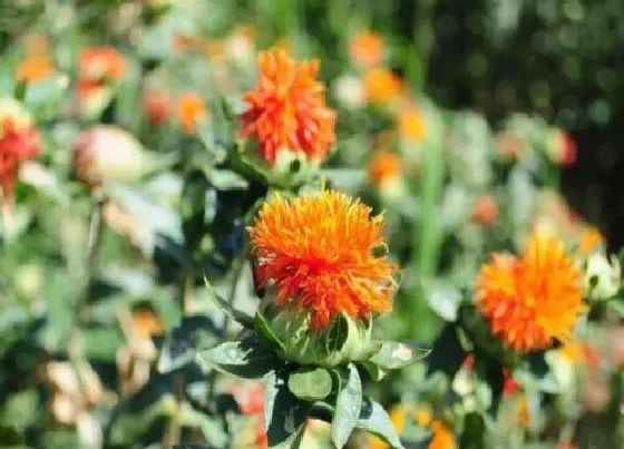 种植管理|红花的生长周期是多长时间