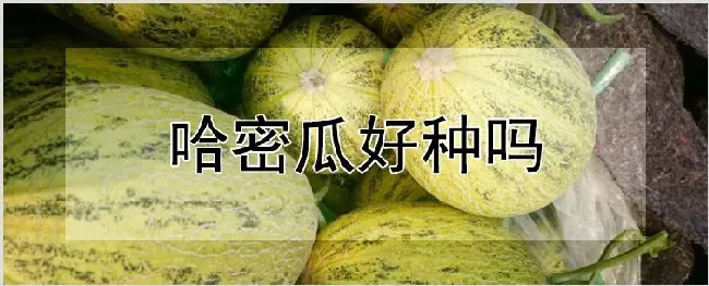 哈密瓜好种吗 | 种植资料