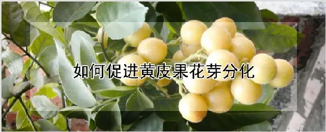 如何促进黄皮果花芽分化 | 农业科普