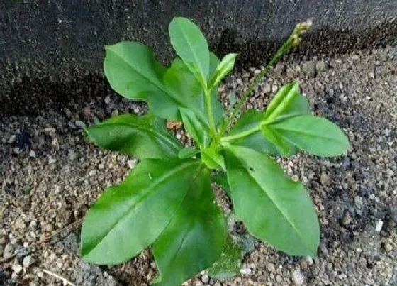 植物百科|野山参生长在什么地方