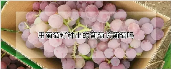 用葡萄籽种出的葡萄长葡萄吗 | 耕种资料