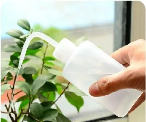 植物浇水|凉开水可以浇花吗 适合浇什么花