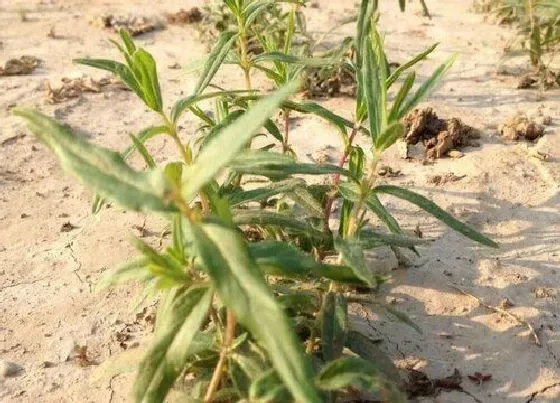 植物育苗|黄芩几天出苗 播种到发芽出苗时间