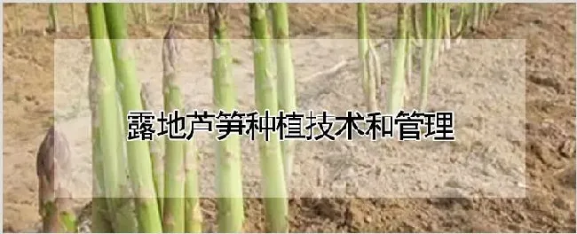 露地芦笋种植技术和管理 | 种植资料