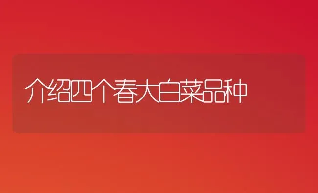 介绍四个春大白菜品种 | 蔬菜种植