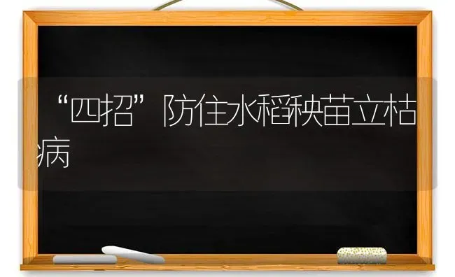 “四招”防住水稻秧苗立枯病 | 粮油作物种植