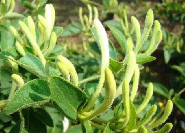 植物扦插|金银花几月份扦插最好