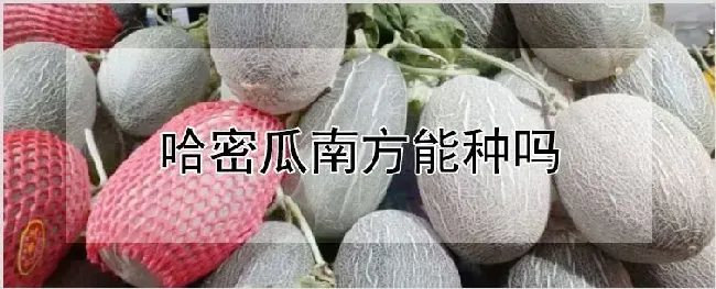 哈密瓜南方能种吗 | 农业技术