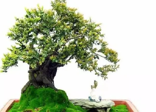 养殖科普|黒骨香用什么盆好 适合花盆