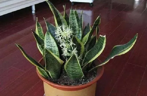 植物浇水|淘米水可以浇虎皮兰吗 浇淘米水正确方法