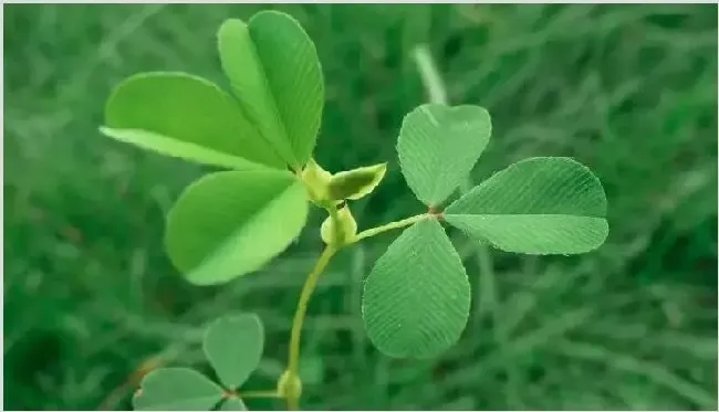 苜蓿草种植技术 苜蓿草种植方法是什么？ | 农业技术