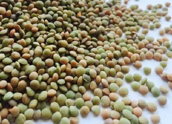 食用须知|扁豆种子怎么吃法