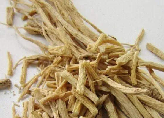 根部|芦根是什么植物的根