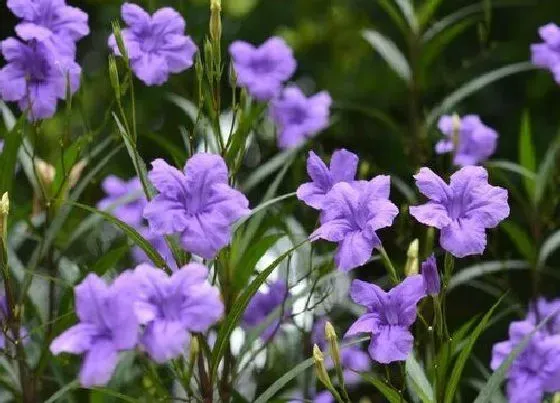 植物百科|翠芦莉是多年生吗