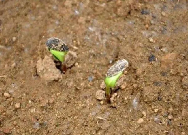 植物发芽|西瓜子怎么发芽快