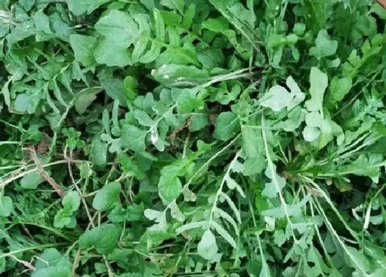 植物百科|马齿苋生长在什么地方