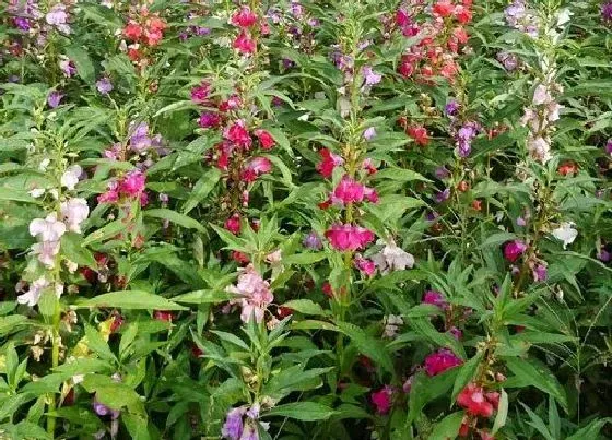 开花时间|指甲花多久开花一次