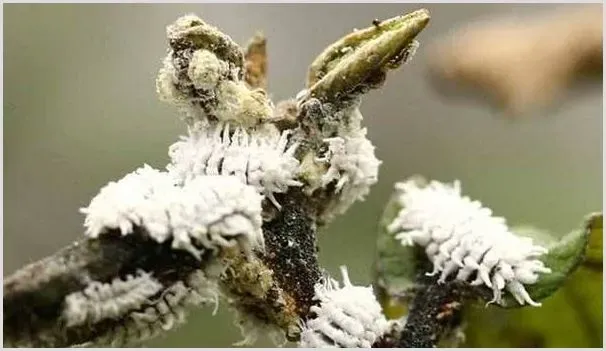 黄皮果堆蜡粉蚧有什么危害？怎么去防治 | 种植施肥