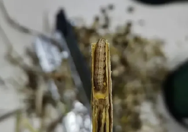 植物虫害|水稻钻心虫用什么药防治（稻田钻心虫农药配方死虫快效果好）