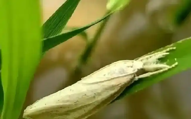 植物虫害|水稻钻心虫用什么药防治（稻田钻心虫农药配方死虫快效果好）