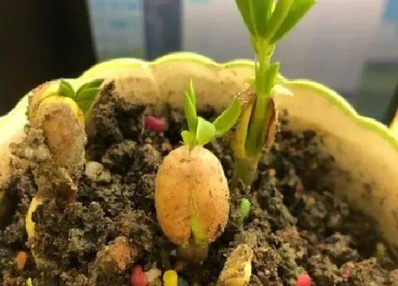 植物育苗|夏播花生几天出苗 播种到发芽出苗时间